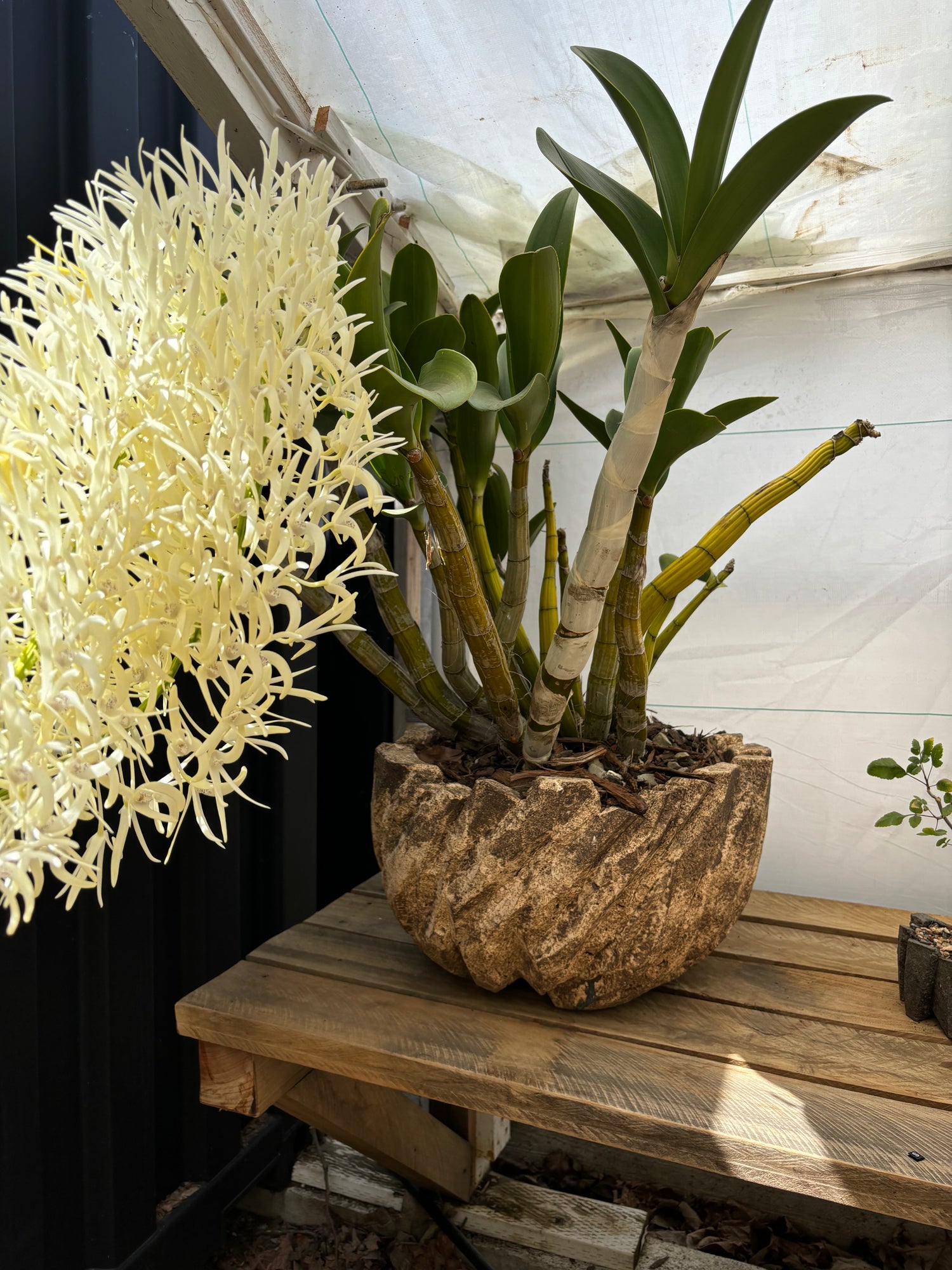 Jonathan Cross Orchid Pot with white dendrobian (WHITE FLOWERS)