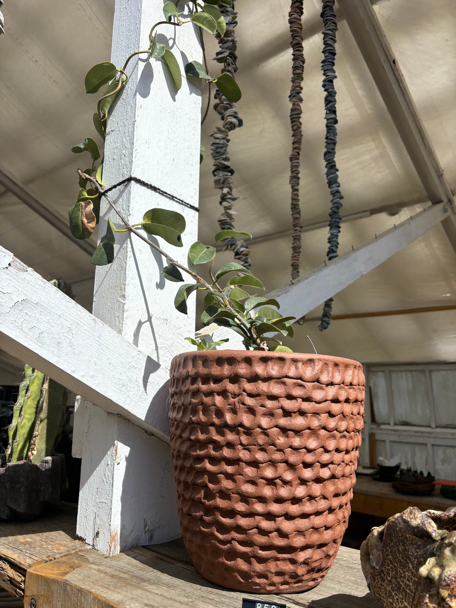 Stan Bitters Small Pot with climbling Plant