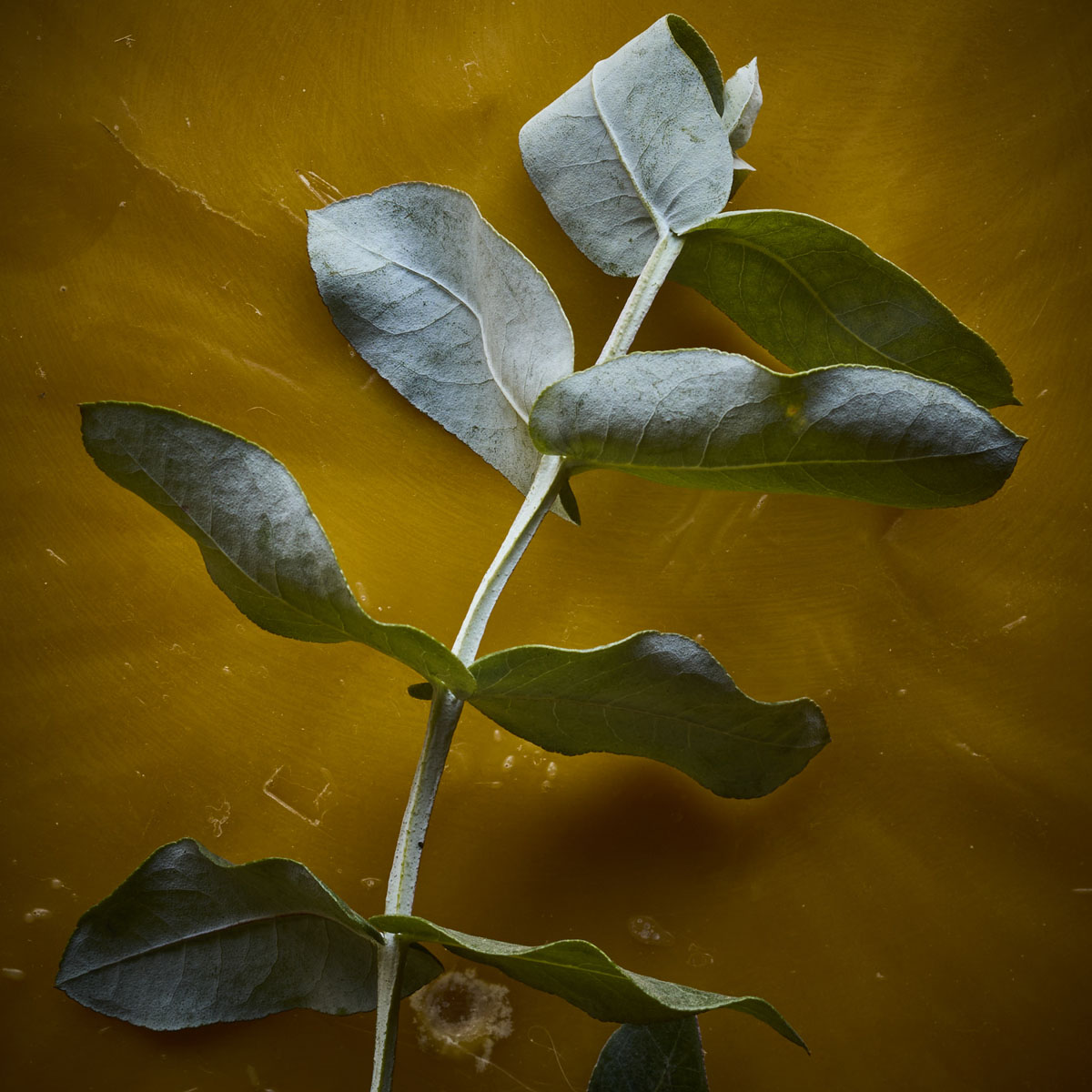 Lemon Eucalyptus Soap