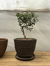 Stan Bitters Thumb Pot with Manzanita Tree- very dark brown