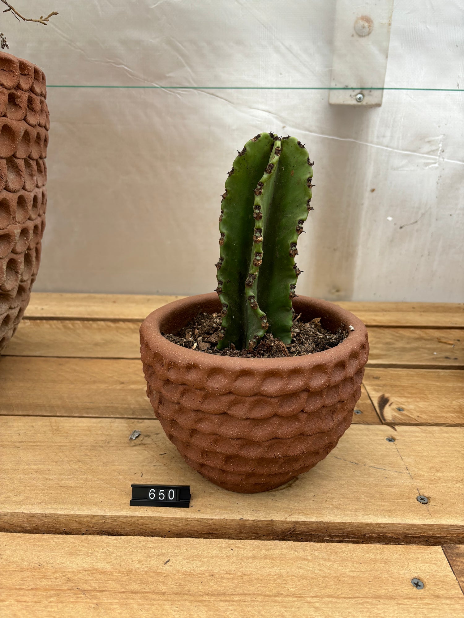 Stan Bitters small thumb pot with single cactus