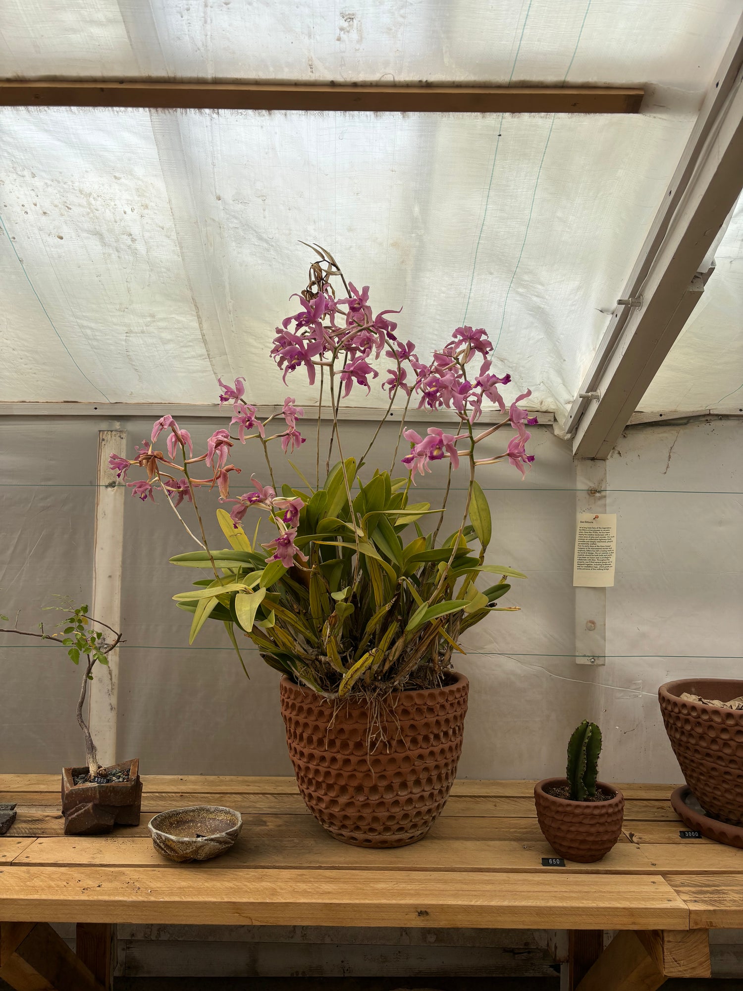 Stan bitters Custom Medium pot with pink flowering Orchids