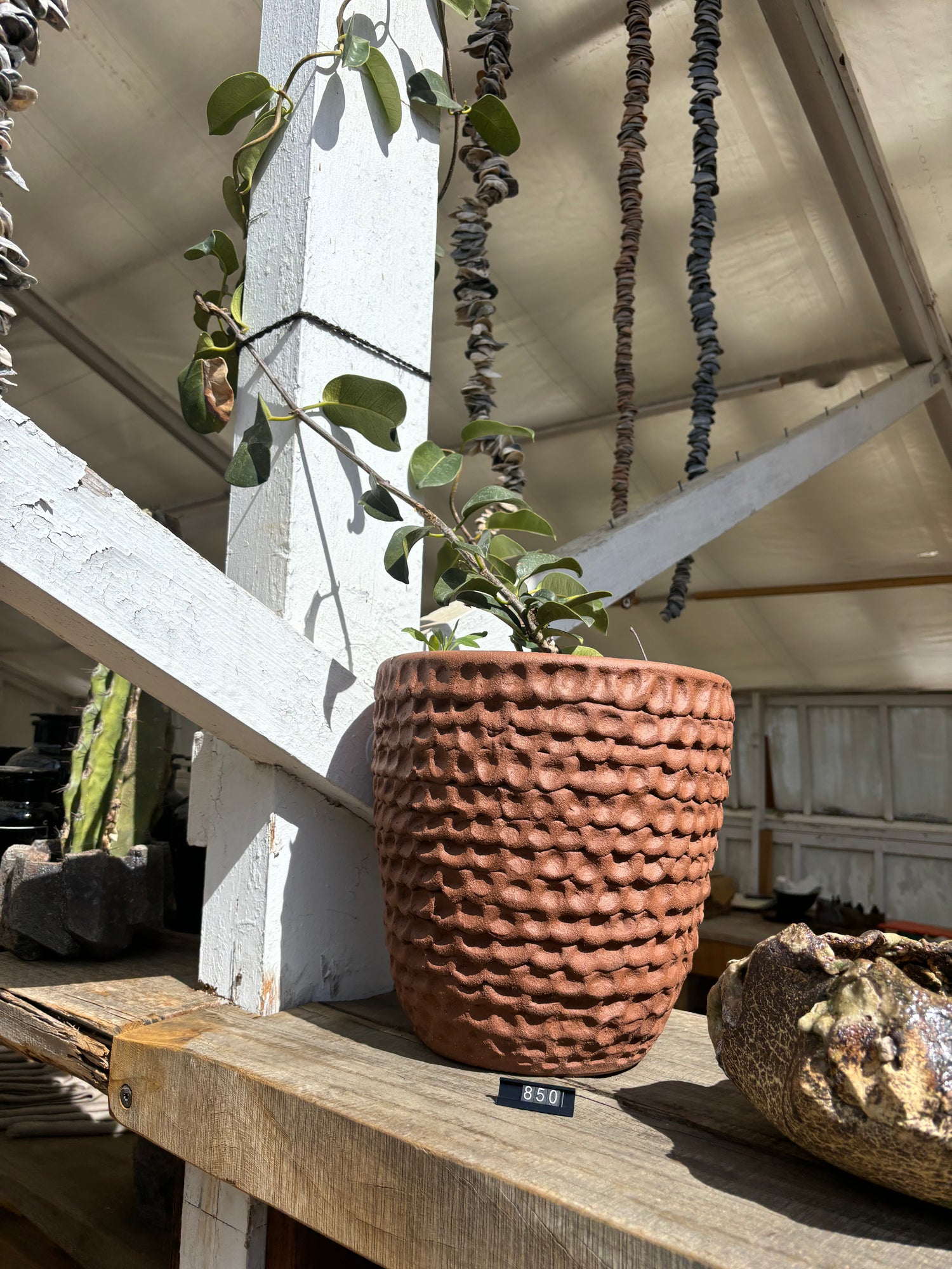 Stan Bitters Small Pot with climbling Plant – Zuma Canyon Orchids Stan Bitters Small Pot with climbling Plant – Zuma Canyon Orchids