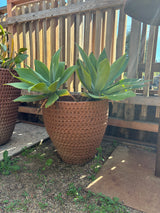 Stan Bitters Large Thumb pot terracota 2 aloe
