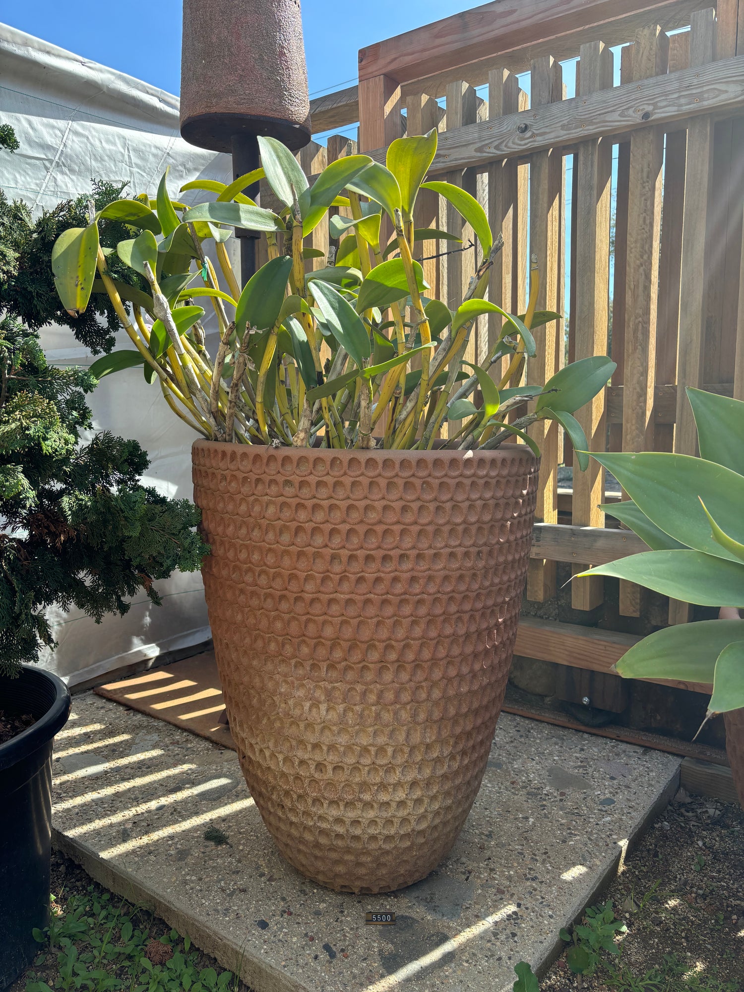 Stan Bitters X-large with Orchid -terracota