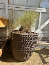 Stan bitters Large Thumb Pot Dark Brown